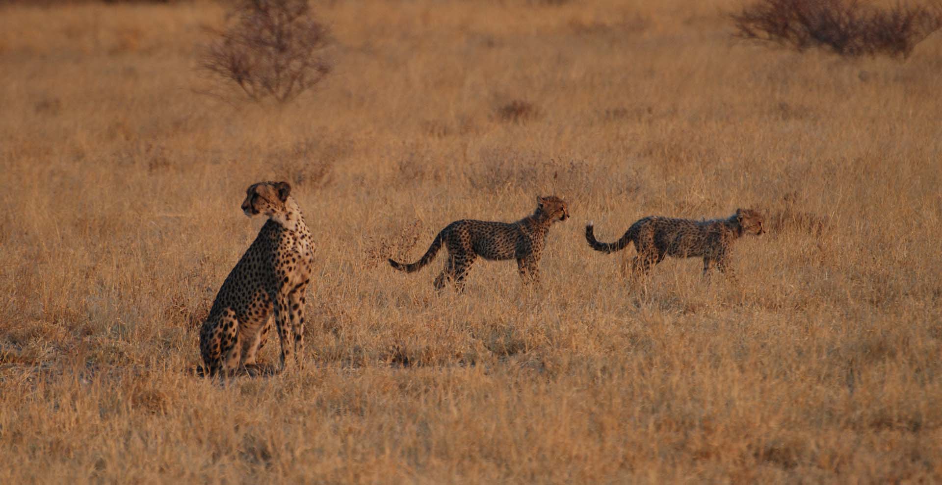 4-Day Kazinkini & Moremi Camping Safari