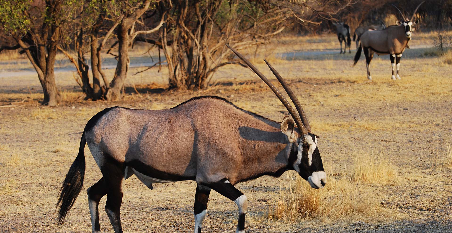6-Day Deception Safari