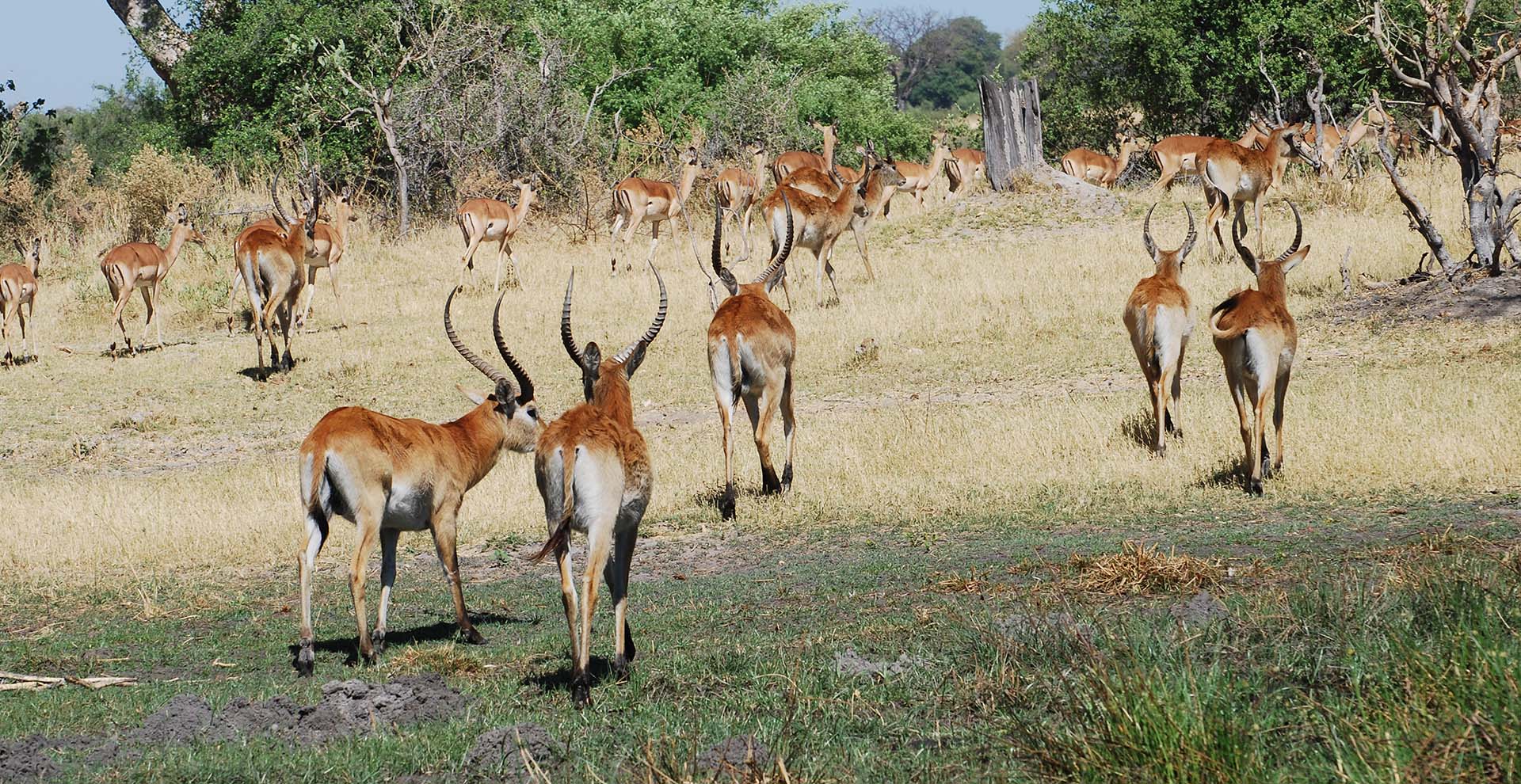 4-Day Okavango Delta & Moremi Safari