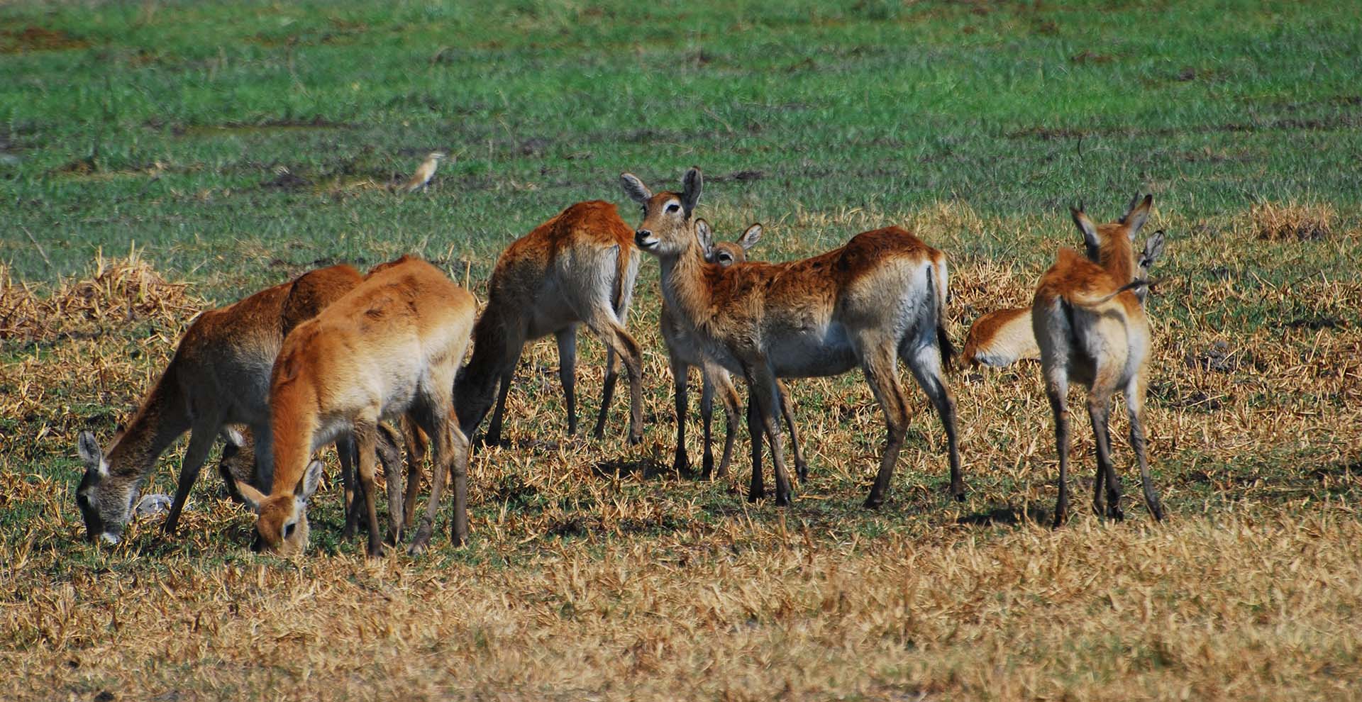 2-day Explore Moremi Game Reserve Safari