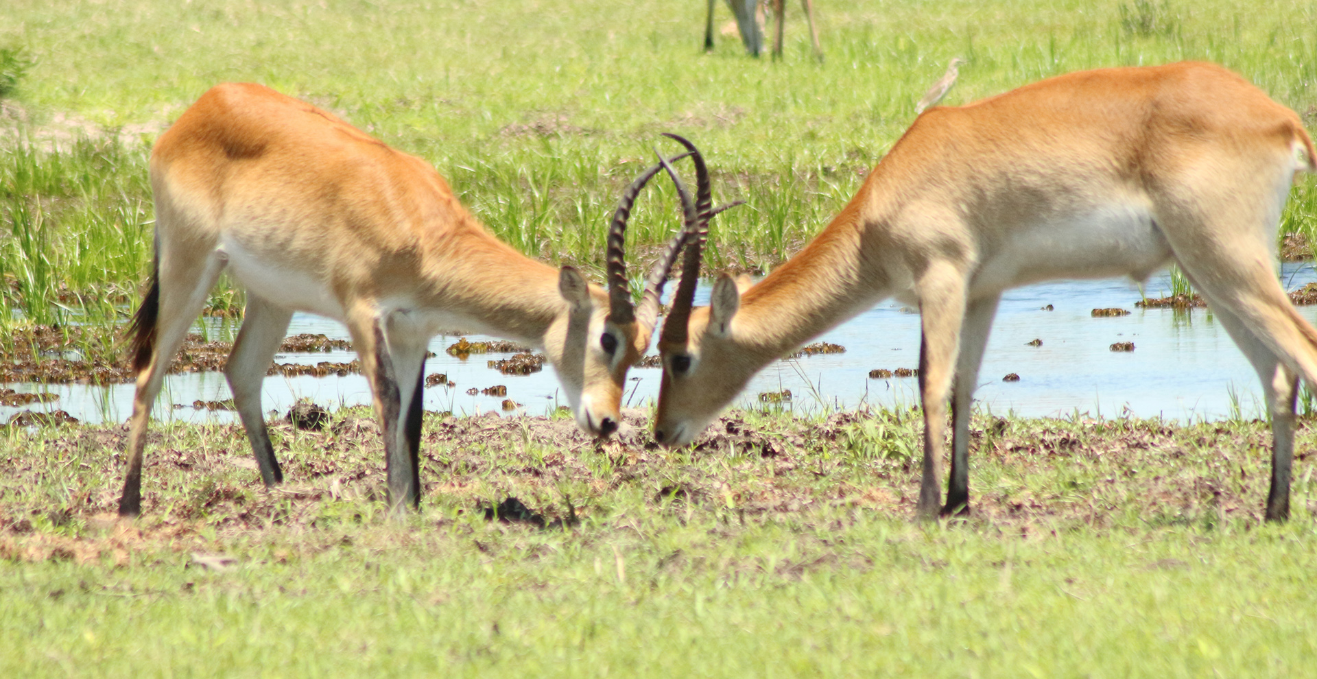 8-Day Delta & Delta Safari