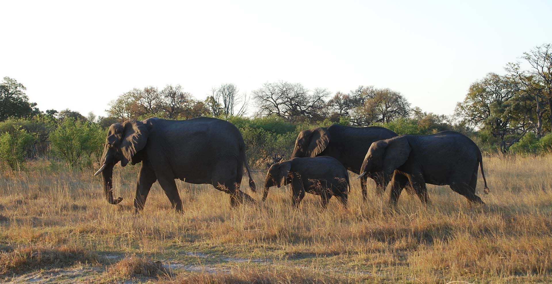 4-Day The Famous Savuti Safari