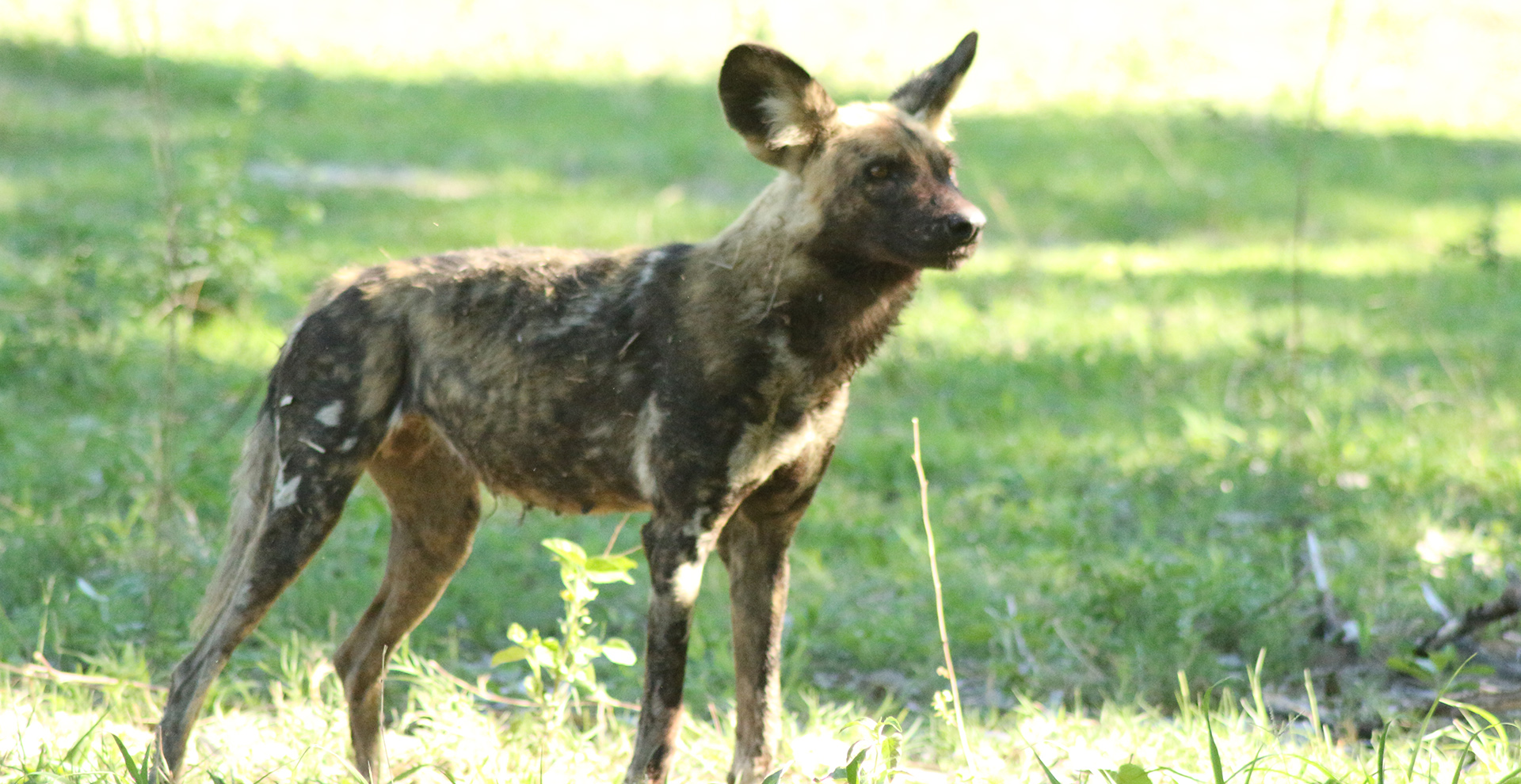 5-Day Wild Dog Trail Safari